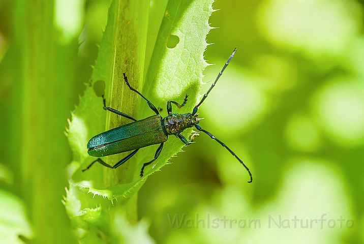 WAH026821.jpg - Moskusbuk (Musk Beetle)