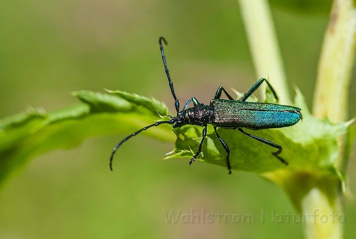 WAH026823.jpg - Moskusbuk (Musk Beetle)