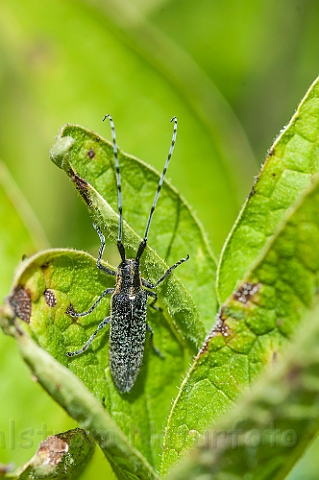 WAH026826.jpg - Tidselbuk (Golden Bloomed Grey Longhorn Beetle)