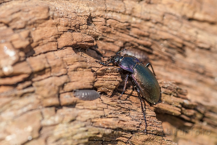 WAH027730.jpg - Kratløber (European Ground Beetle)