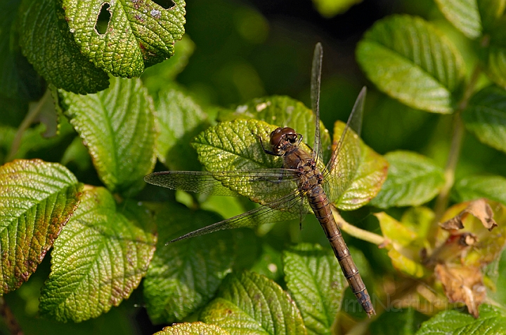 WAH006007.jpg - Brun mosaikguldsmed (Brown Hawker)