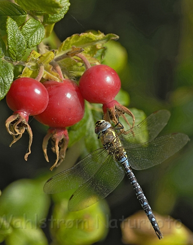 WAH006010.jpg - Efterårs Mosaikguldsmed (Migrant Hawker)