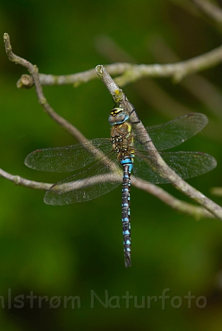 WAH006015.jpg - Efterårs Mosaikguldsmed (Migrant Hawker)