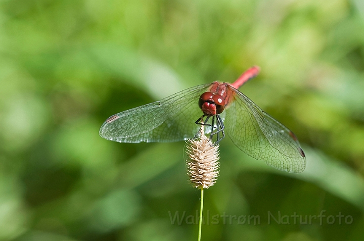 WAH015242.jpg - Blodrød hedelibel, han (Ruddy Darter, male)