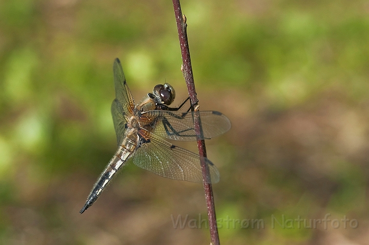 WAH024316.jpg - Firplettet libel (Four Spotted Chaser)