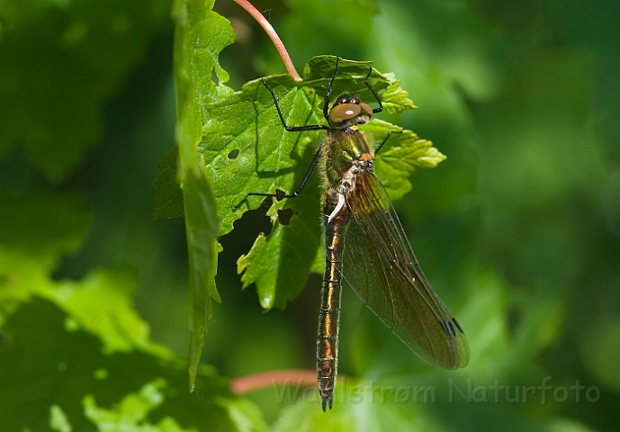 WAH024357.jpg - Grøn smaragdlibel (Downy Emerald)