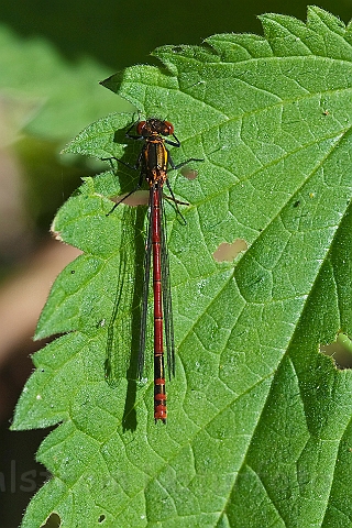 WAH024395.jpg - Rød vandnymfe, han (Large Red Damselfly, male)