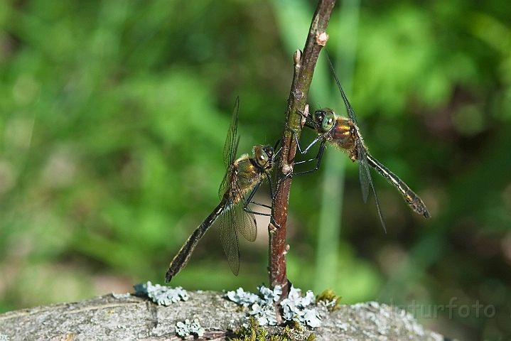 WAH024417.jpg - Grøn smaragdlibel (Downy Emerald)