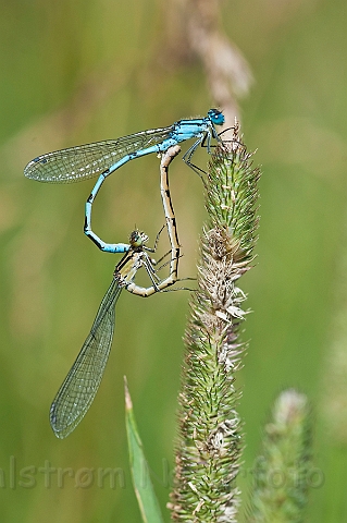 WAH024491.jpg - Almindelig vandnymfe (Common Blue Damselfly)