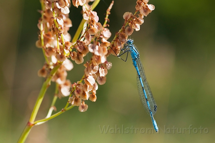 WAH024505.jpg - Almindelig vandnymfe (Common Blue Damselfly)