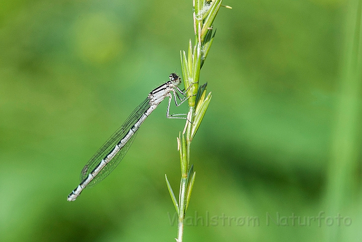 WAH024509.jpg - Almindelig vandnymfe (Common Blue Damselfly)