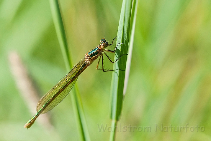 WAH024518.jpg - Almindelig kobbervandnymfe (Emerald Damselfly)