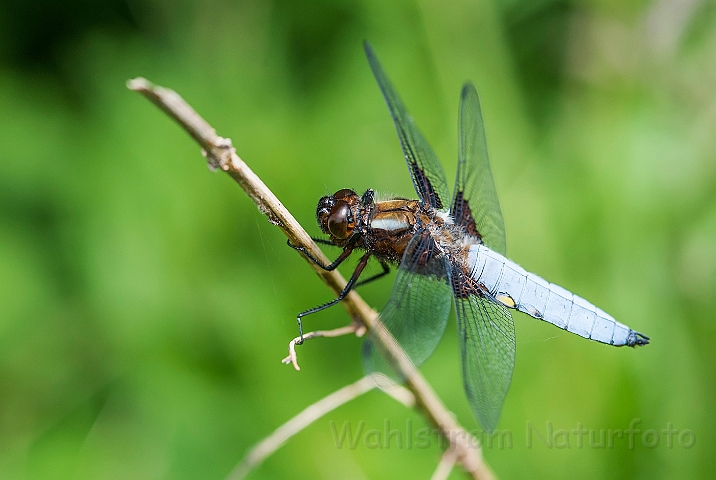 WAH026373.jpg - Blå libel (Broad Bodied Chaser)