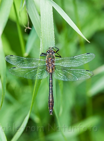 WAH026380.jpg - Grøn smaragdlibel (Downy Emerald)