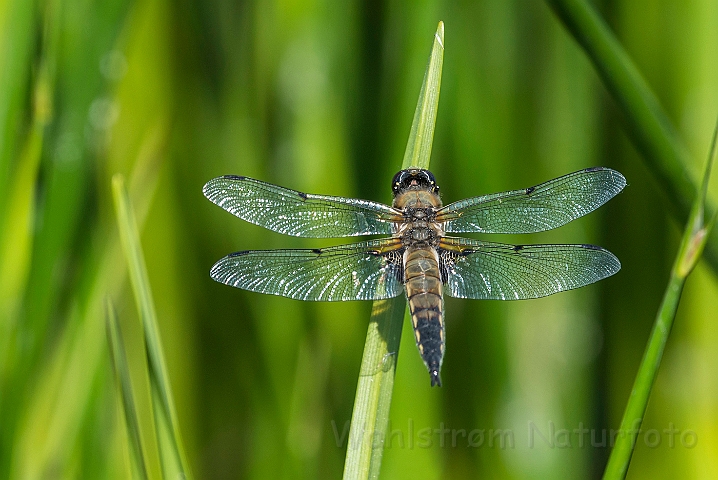 WAH026759.jpg - Firplettet libel (Four Spotted Chaser)