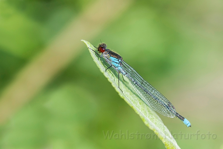 WAH026816.jpg - Rødøjet vandnymfe (Red-eyed Damselfly)