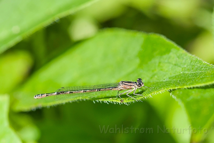 WAH026819.jpg - Almindelig vandnymfe (Common Blue Damselfly)