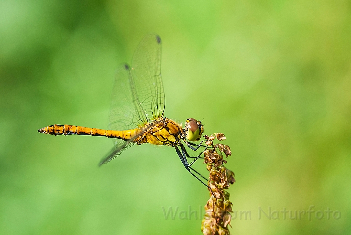 WAH026838.jpg - Blodrød hedelibel, hun (Ruddy Darter, female)