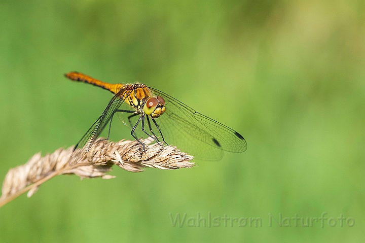 WAH026871.jpg - Blodrød hedelibel, hun (Ruddy Darter, female)