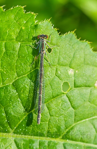 WAH026945.jpg - Almindelig kobbervandnymfe (Common Spreadwing)