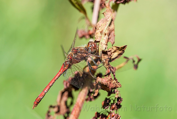 WAH027079.jpg - Almindelig hedelibel, han (Vagrant Darter, male)