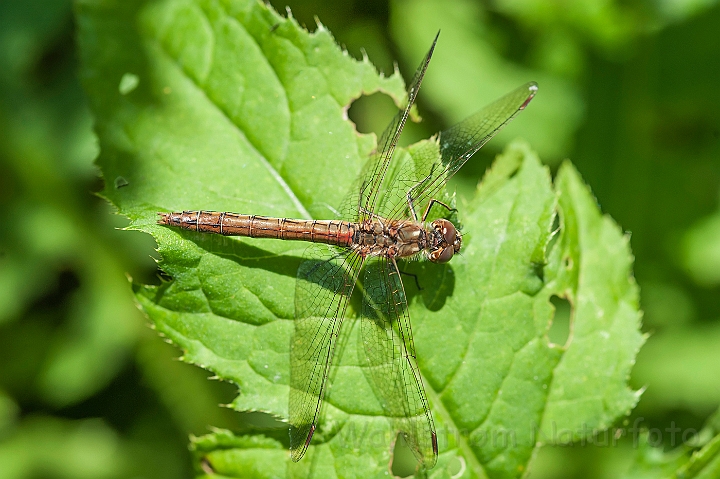 WAH027087.jpg - Almindelig hedelibel, hun (Vagrant Darter, female)