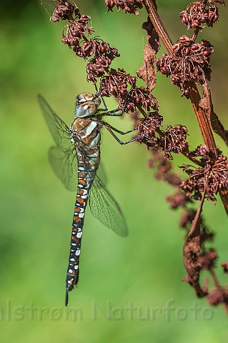 WAH027107.jpg - Efterårs-mosaikguldsmed (Migrant Hawker)