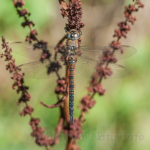 WAH027108.jpg - Efterårs-mosaikguldsmed (Migrant Hawker)