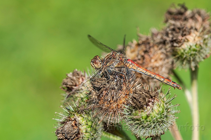 WAH027110.jpg - Almindelig hedelibel, han (Vagrant Darter, male)