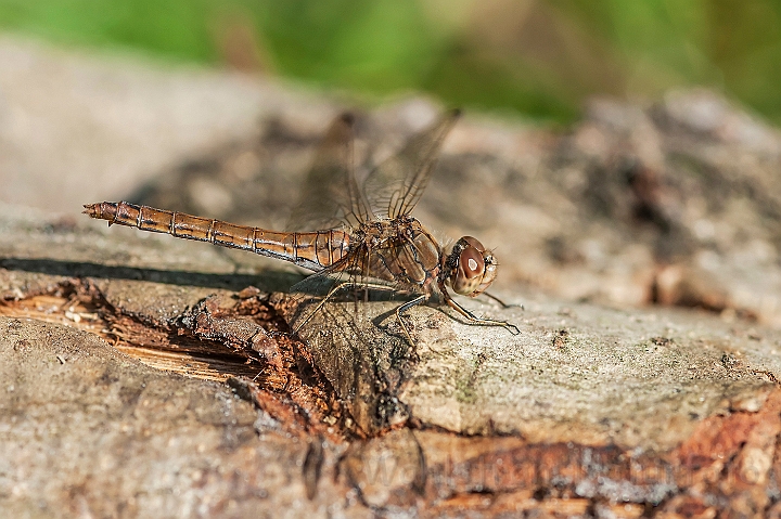 WAH027114.jpg - Almindelig hedelibel, hun (Vagrant Darter, female)