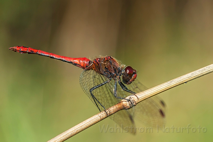 WAH027119.jpg - Blodrød hedelibel, han (Ruddy Darter, male)