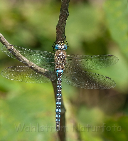 WAH027129.jpg - Efterårs-mosaikguldsmed (Migrant Hawker)