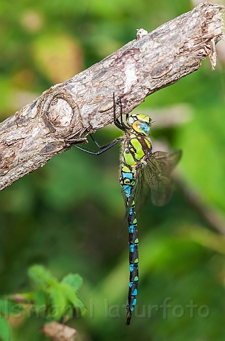 WAH027145.jpg - Blå mosaikguldsmed (Blue Hawker)