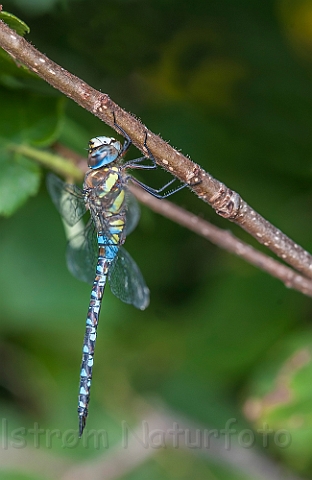 WAH029766.jpg - Efterårs Mosaikguldsmed (Migrant Hawker)