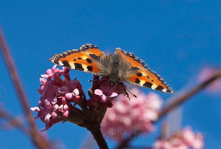 WAH012422.jpg - Nældens takvinge (Small Tortoiseshell)