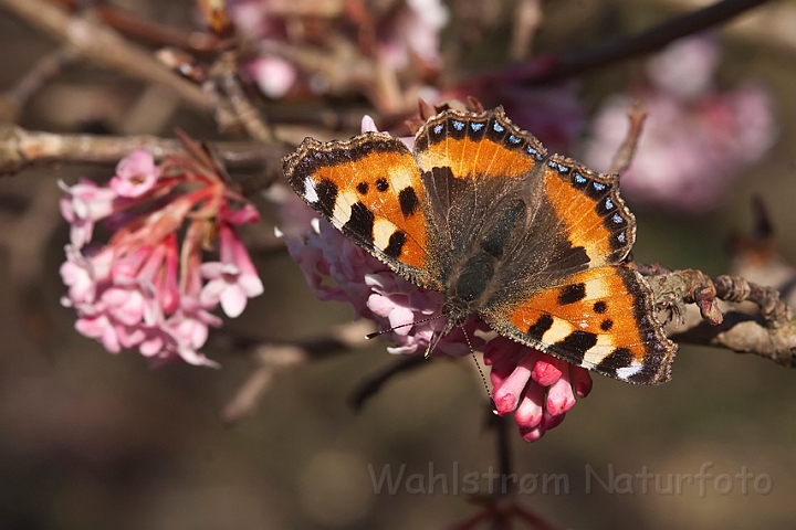 WAH012429.jpg - Nældens takvinge (Small Tortoiseshell)