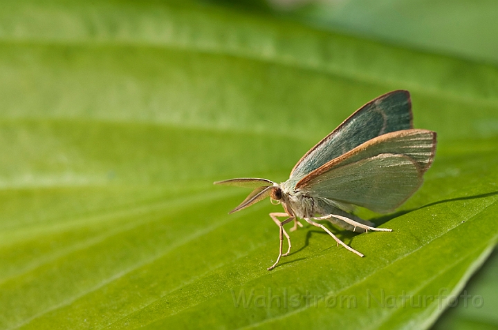 WAH014305.jpg - Brunrandet bladmåler (Commoon Emerald)