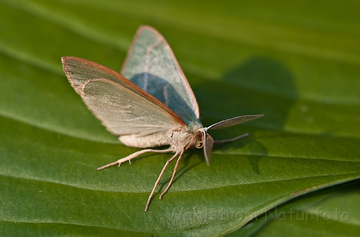 WAH014308.jpg - Brunrandet bladmåler (Commoon Emerald)