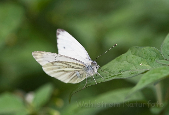 WAH015290.jpg - Grønåret kålsommerfugl (Green-veined White)