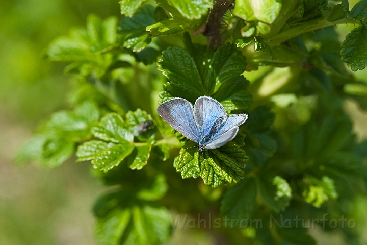 WAH015513.jpg - Skovblåfugl (Holly Blue)