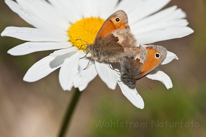 WAH018596.jpg - Okkergul randøje (Small Heath)