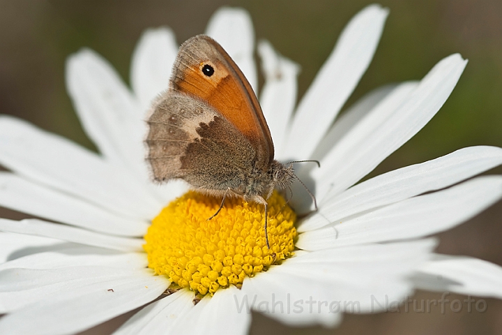 WAH018598.jpg - Okkergul randøje (Small Heath)