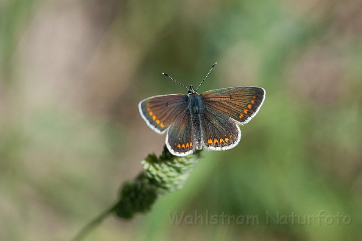 WAH018665.jpg - Almindelig blåfugl, hun (Common Blue Butterfly, female)