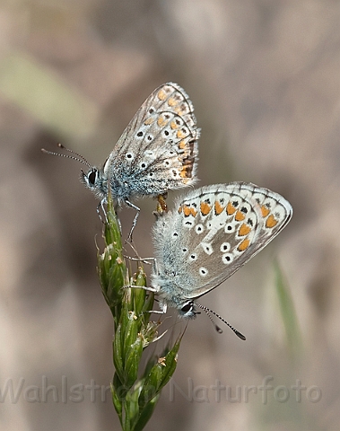 WAH018668.jpg - Almindelig blåfugl (Common Blue)