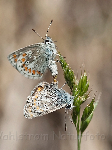 WAH018669.jpg - Almindelig blåfugl (Common Blue)