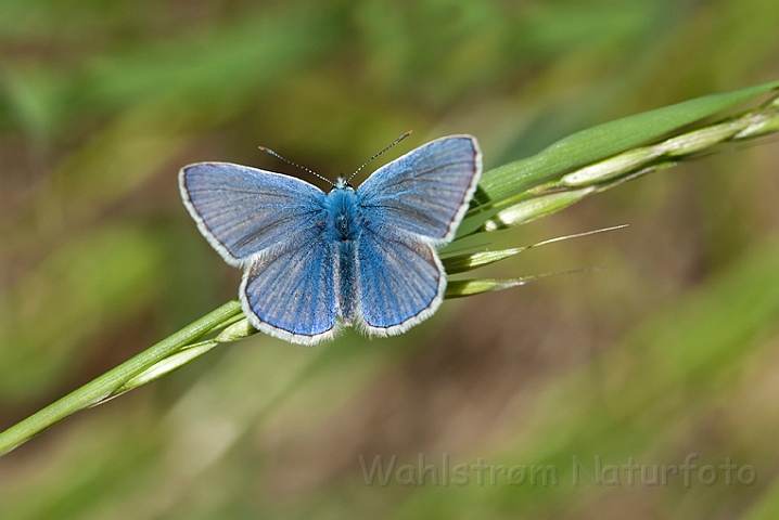 WAH018672.jpg - Almindelig blåfugl, han (Common Blue Butterfly, male)