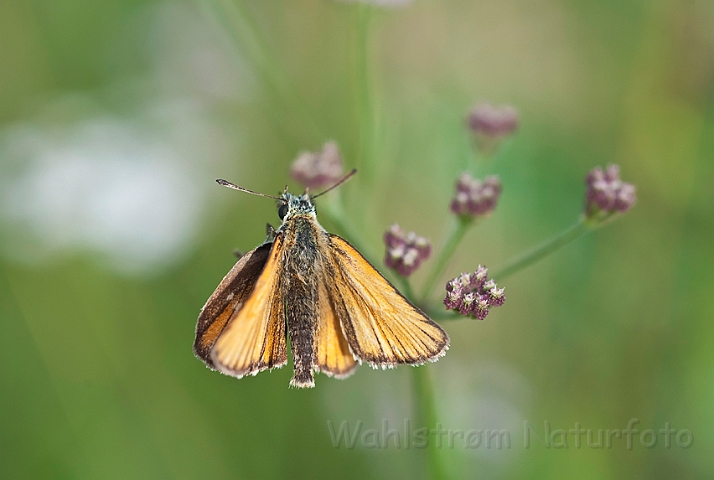 WAH018726.jpg - Stor bredpande (Large Skipper)