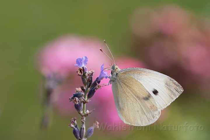 WAH018745.jpg - Lille kålsommerfugl (Small White)