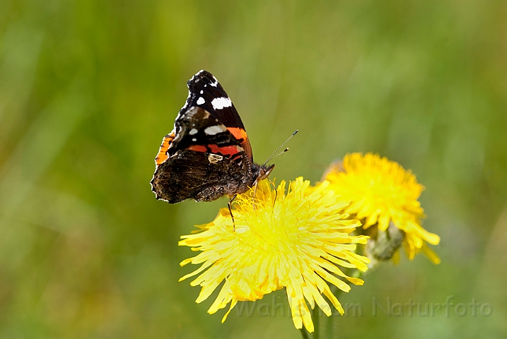 WAH019271.jpg - Admiral (Red Admiral)