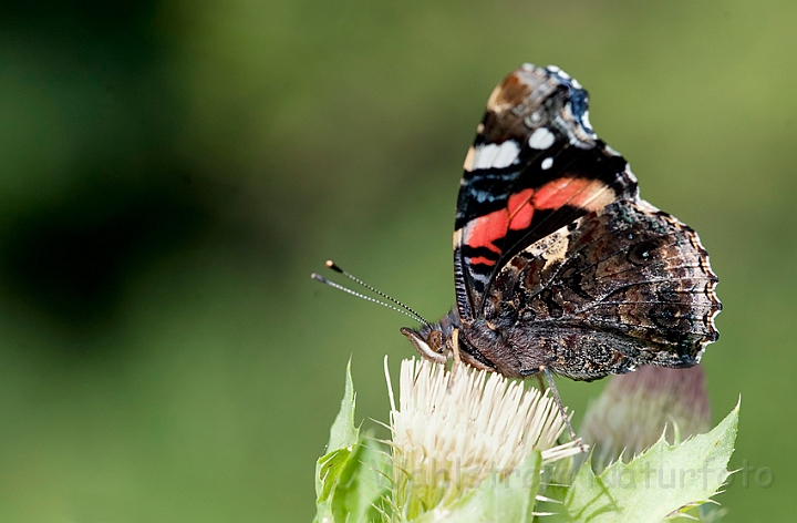 WAH019276.jpg - Admiral (Red Admiral)